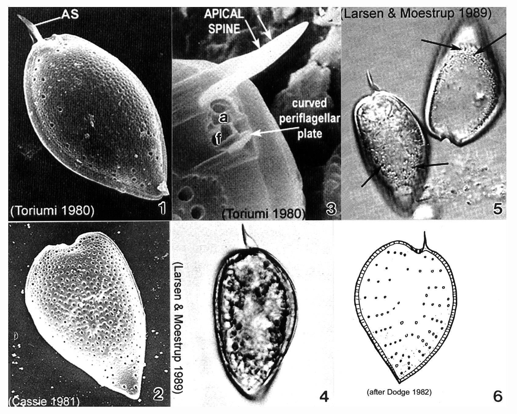 Image of Prorocentrum micans