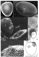 Image of Prorocentrum minimum