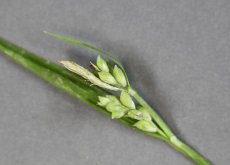 Image of eastern woodland sedge