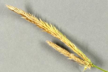 Image of Bristly sedge