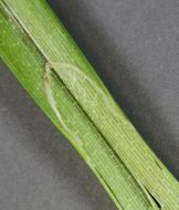 Image of Bristly sedge