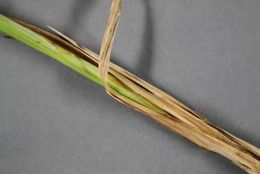 Image of Fringed sedge