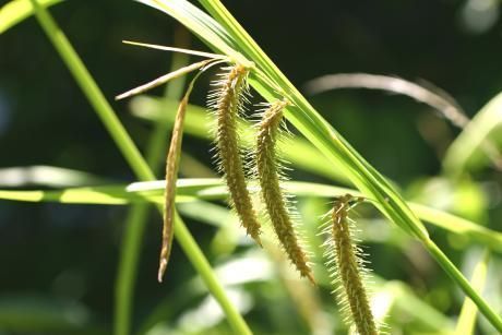 Image of Fringed sedge