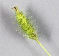 Image of Frank's sedge