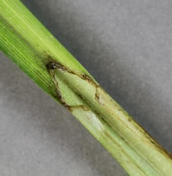 Image of Frank's sedge