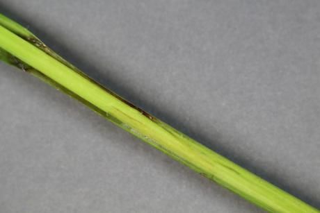 Image of Frank's sedge