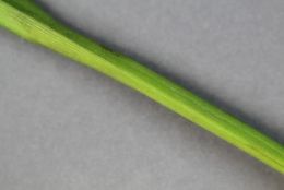 Image of Frank's sedge