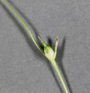 Image of James' sedge