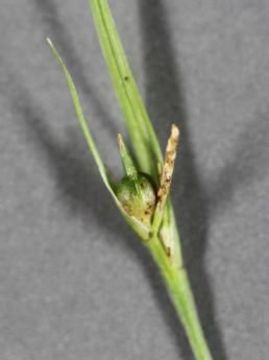 Image of James' sedge