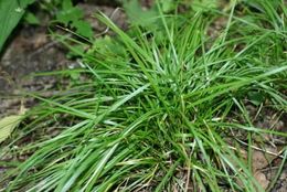 Image of James' sedge