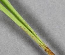 Image of James' sedge