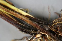 Image of Hop Sedge