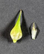 Image of Hop Sedge