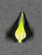 Image of Hop Sedge