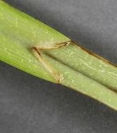 Image of Hop Sedge