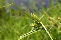 Image of Hop Sedge