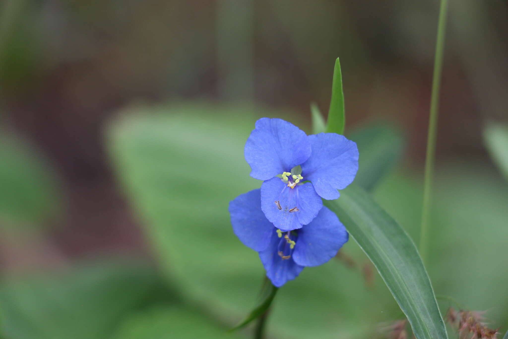 Commelina lanceolata R. Br.的圖片