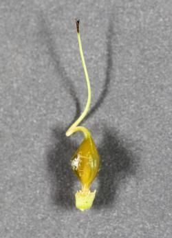 Image of Hop Sedge