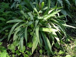 Imagem de Carex platyphylla J. Carey