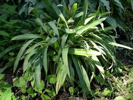 Image of broadleaf sedge