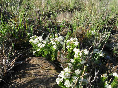 Image of Asperula conferta Hook. fil.