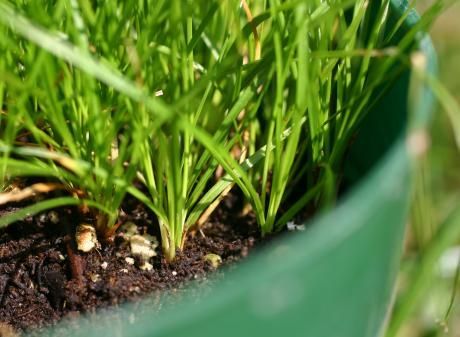 Image of bristleleaf sedge