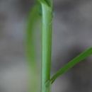 Слика од Carex muskingumensis Schwein.