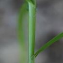 Image of Muskingum sedge