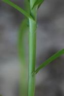 Слика од Carex muskingumensis Schwein.