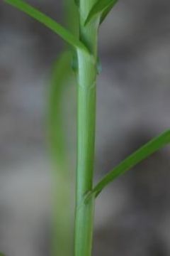 Image of Muskingum sedge