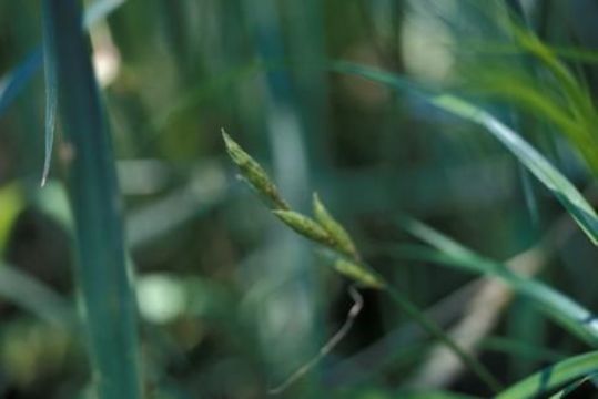 Слика од Carex muskingumensis Schwein.