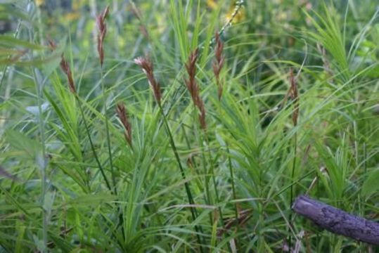 Слика од Carex muskingumensis Schwein.