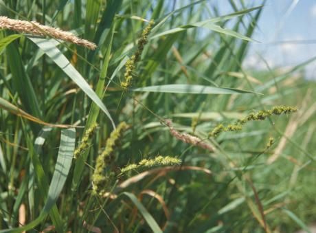 Image of Brown fox sedge