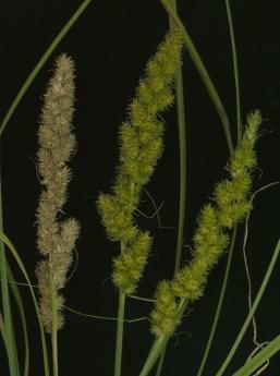 Image of Brown fox sedge