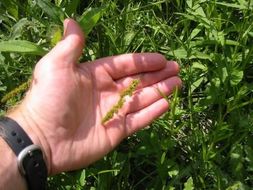 Image of Brown fox sedge