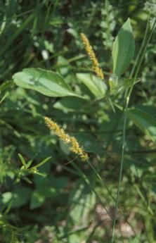 Image of Brown fox sedge