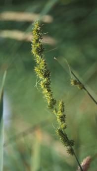 Image of Brown fox sedge