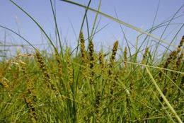 Image of Brown fox sedge