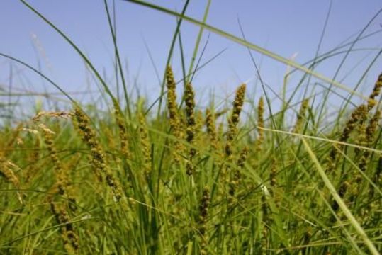 Image of Brown fox sedge