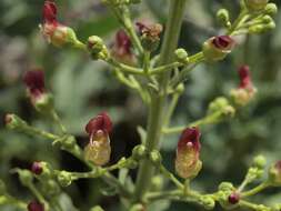 Image of desert figwort