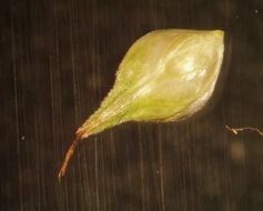 Image of <i>Carex <i>scoparia</i></i> var. scoparia