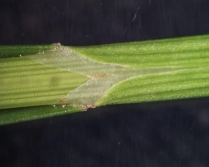 Image of <i>Carex <i>scoparia</i></i> var. scoparia