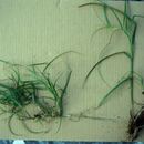 صورة Carex projecta Mack.