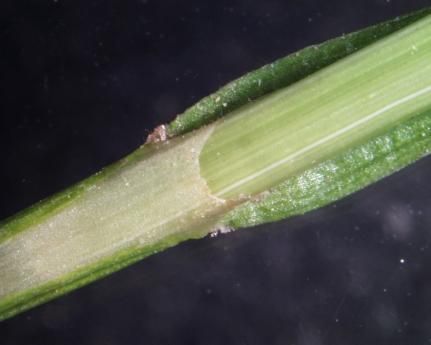 Image of Bicknell's sedge