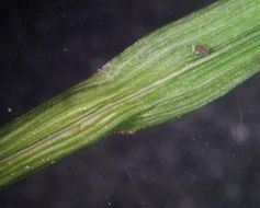 Image of Bicknell's sedge