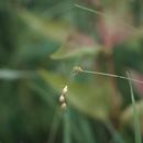 صورة Carex tenera Dewey