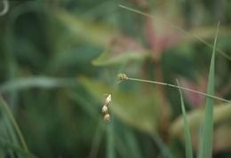 Image of quill sedge