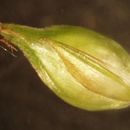 صورة Carex brevior (Dewey) Mack. ex Lunell