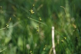 Image of Star Sedge