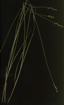 Image of Star Sedge